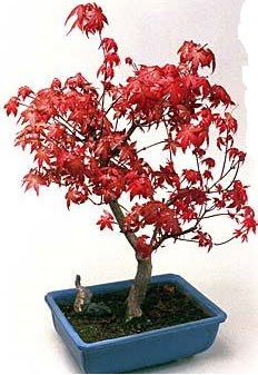 Amerikan akaaa bonsai bitkisi  Ankara Beytepe Beypazar iek yolla