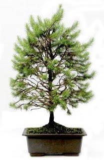 *** STOKTA YOK - am aac bonsai bitkisi sat  Ankara Beypazar cicekciler , cicek siparisi 