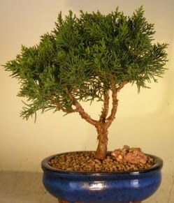Servi am bonsai japon aac bitkisi  Ankara Beytepe Beypazar iek yolla