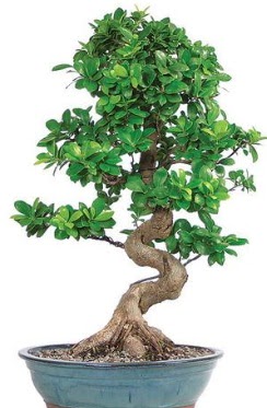 Yaklak 70 cm yksekliinde ithal bonsai  Ankara Beypazar Gazipaa ieki telefonlar