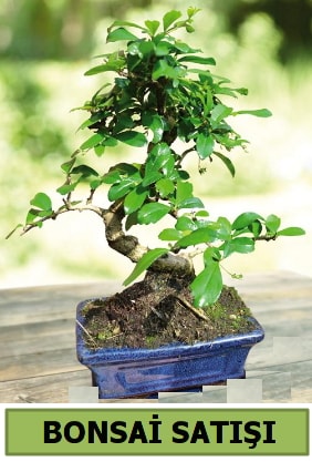 am bonsai japon aac sat  Ankara Hackara Beypazar iek sat 