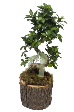 Doal ktkte bonsai saks bitkisi  Ankara Beypazar Kurtulu iekiler