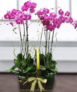 7 dall mor lila orkide  Ankara Baaa Beypazar iek gnder