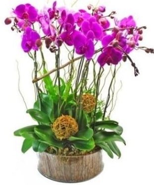 Ahap ktkte lila mor orkide 8 li  Ankara Beypazar Zafer mah. iek sat 
