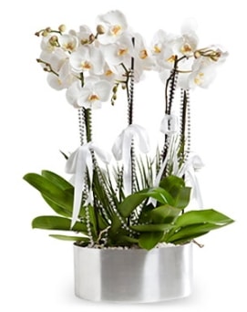 Be dall metal saksda beyaz orkide  Ankara Beytepe Beypazar iek yolla