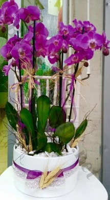 Seramik vazoda 4 dall mor lila orkide  Ankara Beytepe mah. Beypazar online iek gnderme sipari 