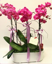 Beyaz seramik ierisinde 4 dall orkide  Ankara Cumhuriyet Beypazar ucuz iek gnder 