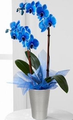 Seramik vazo ierisinde 2 dall mavi orkide  Ankara Beypazar stiklal iek , ieki , iekilik 