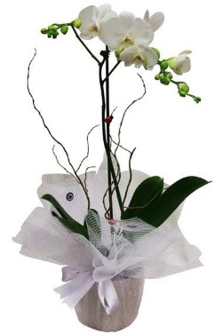 Tek dall beyaz orkide  Beypazar Kurtulu mah. Ankara cicek , cicekci 