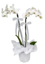 2 dall beyaz orkide  Ankara Beypazar iekiler 