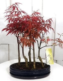5 adet japon akaaa bonsai iei  Ankara Hackara Beypazar iek sat 