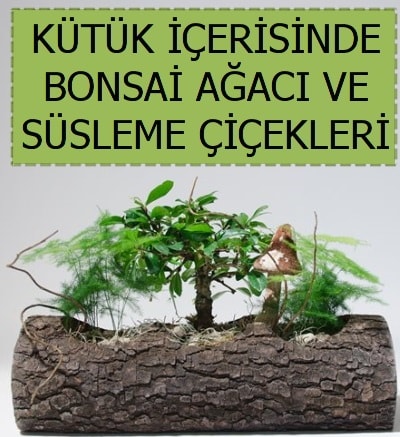 Ktk ierisinde bonsai japon aa bitkisi  Ankara Hackara Beypazar iek sat 
