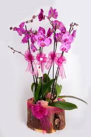 4 dall ktk ierisibde mor orkide  Ankara Hackara Beypazar iek sat 