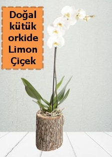 Doal ktkte tek dall beyaz orkide  Ankara Beypazar Gazipaa ieki telefonlar