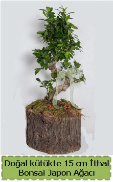 Doal ktkte thal bonsai japon aac  Beypazar Cumhuriyet Ankara iek gnderme
