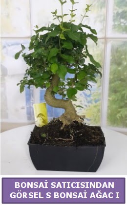 S dal erilii bonsai japon aac  Ankara Hackara Beypazar iek sat 