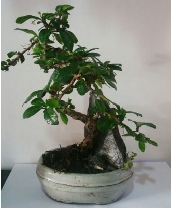 S eklinde ithal bonsai aac  Ankara Beytepe Beypazar iek yolla