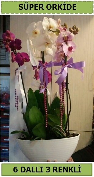 6 dall 3 renk zel vazoda orkide iei  Ankara Hackara Beypazar iek sat 