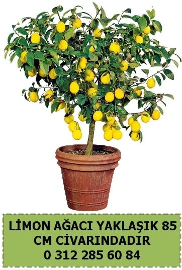 Limon aac bitkisi  Ankara Hackara Beypazar iek sat 