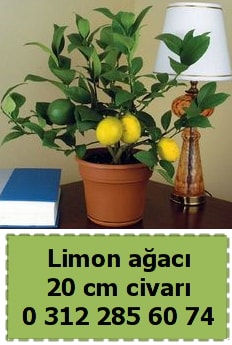 Limon aac bitkisi  Ankara Beypazar Gazipaa ieki telefonlar