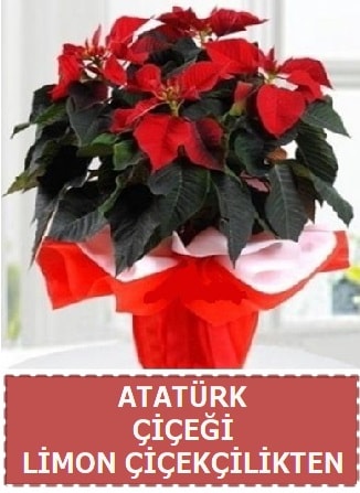 Atatrk iei saks bitkisi  Ankara Hackara Beypazar iek sat 