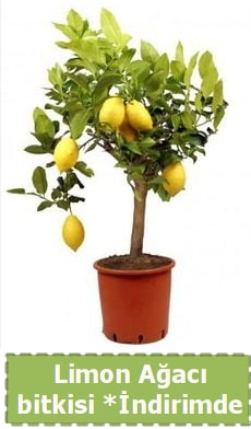 Limon aac bitkisi Ev iin limon bitkisi  Ankara Beypazar stiklal iek , ieki , iekilik 