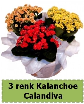 3 renk Kalanchoe Calandiva saks bitkisi  Beypazar Cumhuriyet Ankara iek gnderme