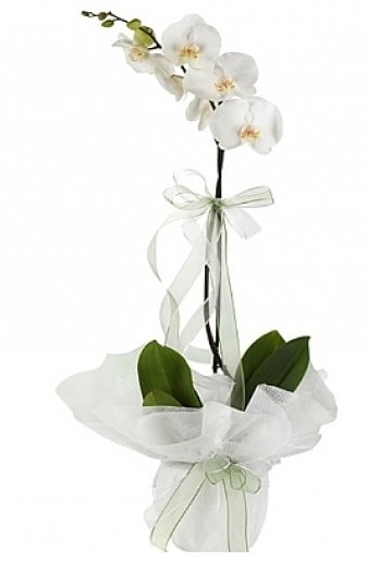 Tekli Beyaz Orkide  Ankara Beypazar Ayvak nternetten iek siparii 