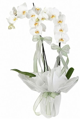 ift Dall Beyaz Orkide  Ankara Beypazar anneler gn iek yolla 