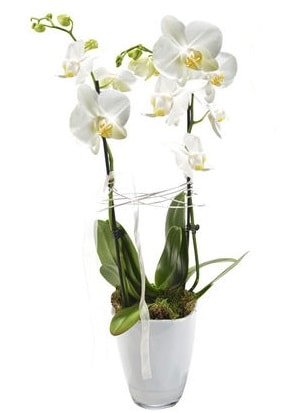 2 dall beyaz seramik beyaz orkide sakss  Ankara Baaa Beypazar iek gnder