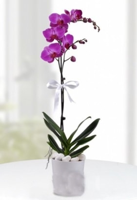 Tek dall saksda mor orkide iei  Ankara Beypazar Ayvak iekiler 