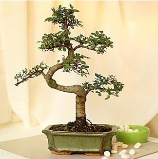 Shape S bonsai  Ankara Beypazar Kurtulu iekiler