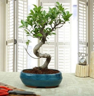 Amazing Bonsai Ficus S thal  Ankara Beypazar Gazipaa dn iekleri