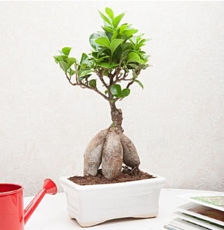 Exotic Ficus Bonsai ginseng  Ankara Rstempaa mah. iek servisi , ieki adresleri 