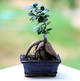 Marvellous Ficus Microcarpa ginseng bonsai  Ankara Beypazar Cumhuriyet mah. iek siparii