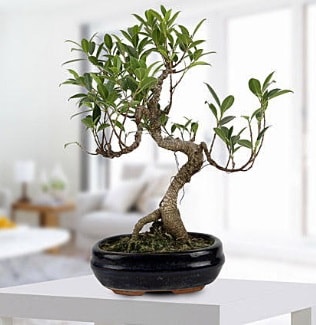 Gorgeous Ficus S shaped japon bonsai  Beypazar Ankara iek siparii 