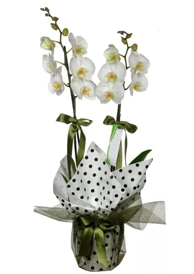ift Dall Beyaz Orkide  Ankara Beypazar 14 ubat sevgililer gn iek 