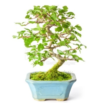 S zerkova bonsai ksa sreliine  Ankara Beypazar Kurtulu iekiler