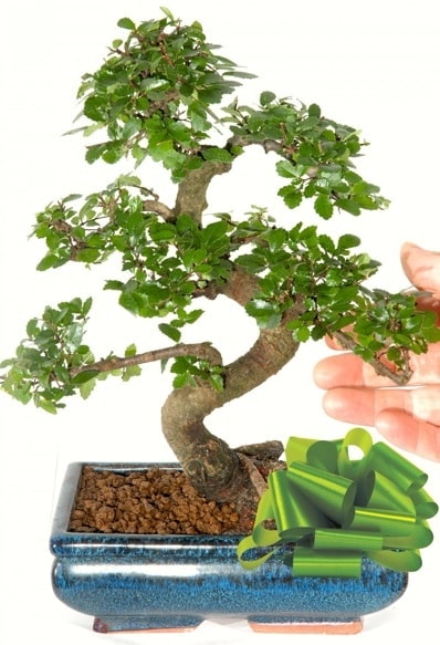 Yaklak 25 cm boyutlarnda S bonsai  Ankara Beypazar Yeilaa iek siparii sitesi 