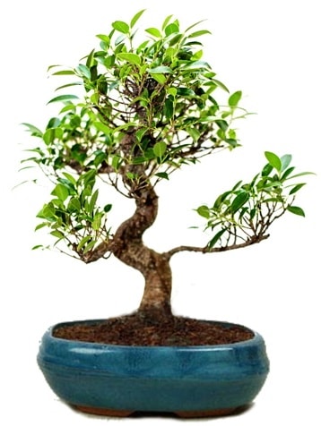 25 cm ile 30 cm aralnda Ficus S bonsai  Ankara Baaa Beypazar iek gnder