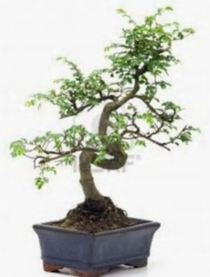 S gvde bonsai minyatr aa japon aac  Ankara Hackara Beypazar iek sat 