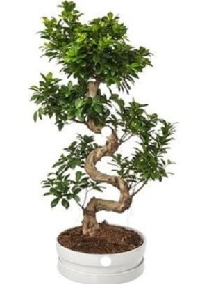 90 cm ile 100 cm civar S peyzaj bonsai  Ankara Baaa Beypazar iek gnder