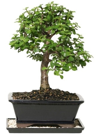 15 cm civar Zerkova bonsai bitkisi  Ankara Beypazar Yeilaa iek siparii sitesi 