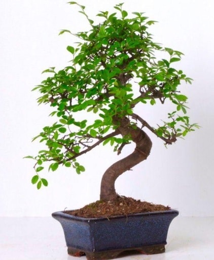 S gvdeli bonsai minyatr aa japon aac  Ankara Baaa Beypazar iek gnder