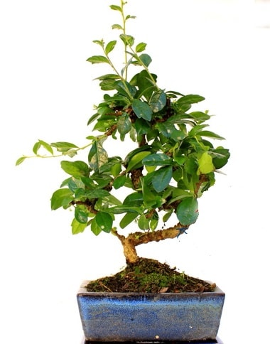 S gvdeli carmina bonsai aac  Ankara Beytepe Beypazar iek yolla Minyatr aa