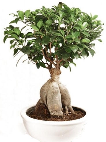 Ginseng bonsai japon aac ficus ginseng  Ankara Beypazar Kurtulu iekiler